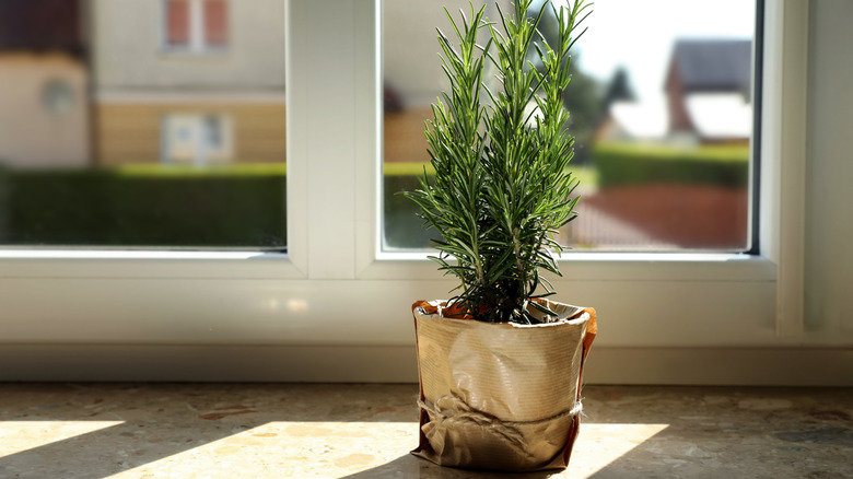 Rosemary in a flowerpot in a window