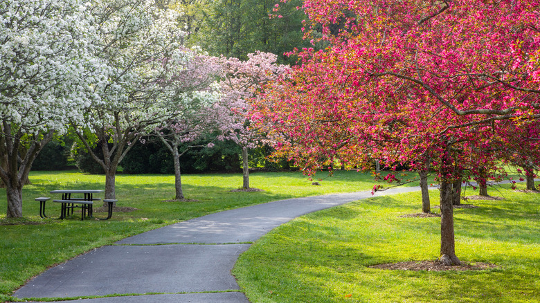 white and pink crabapples blooming