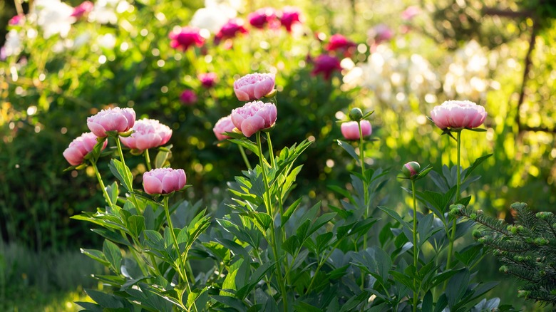 pink peonies blooming