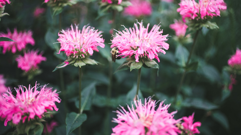 Pink bee balm growing in mid summer as a bumblebee flies around an pollinated plants