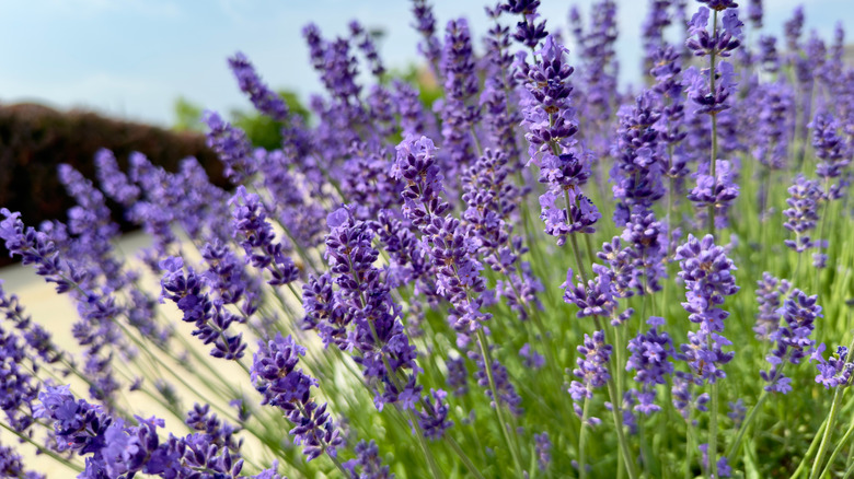 Lavender purple flowers close-up