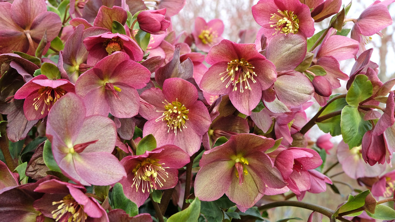 Pink Helleborus, or hellebore also known as lenten rose or winter rose, in flower.