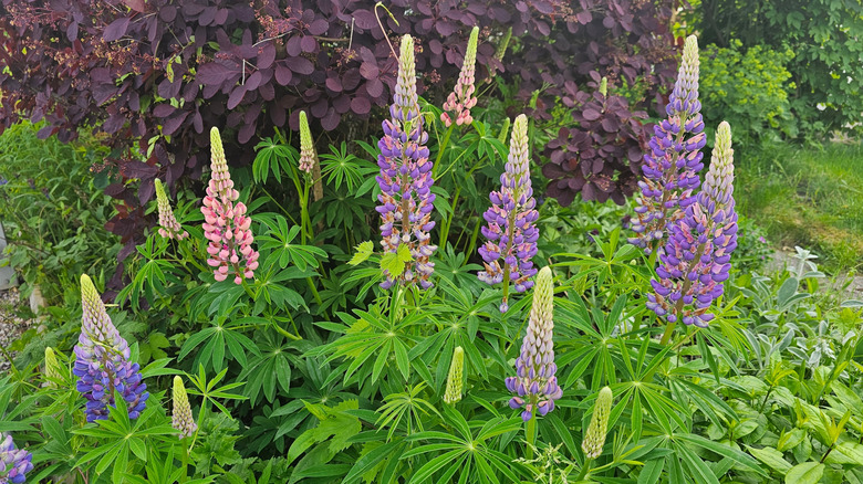 lupine plant in garden