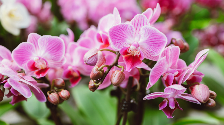 Beautiful pink orchid flowers close up.