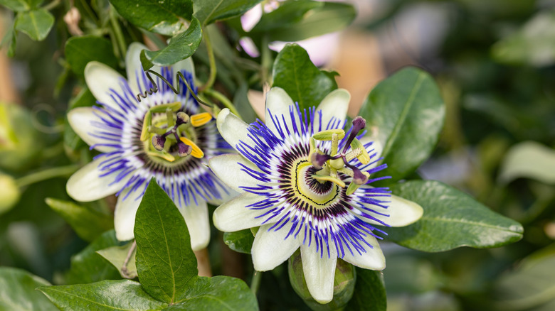 Passiflora caerulea, the blue passionflower, bluecrown passionflower or common passion flower.