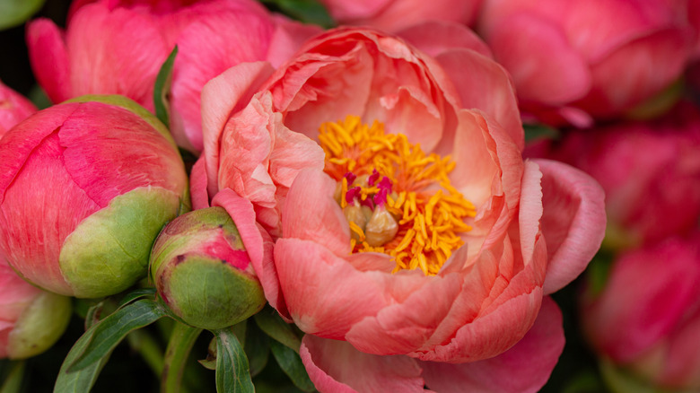 Pink Peony flowers in bloom