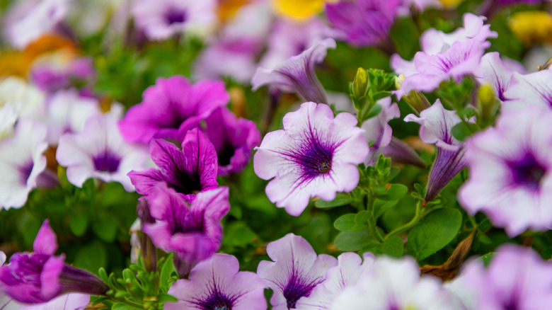 Vivid petunia garden flower growing. Petunia flower in nature