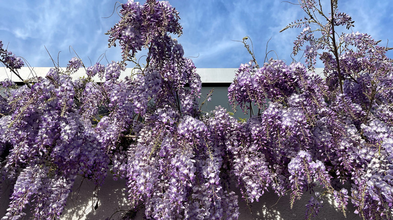 wisteria plant growing on wall of home