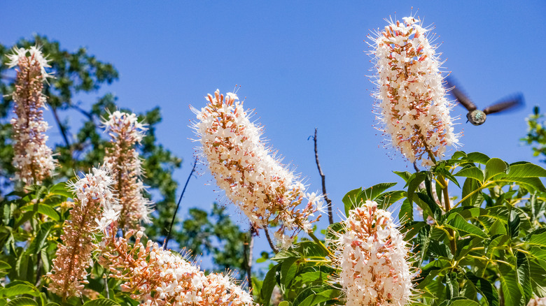 Pink California buckeye flowers