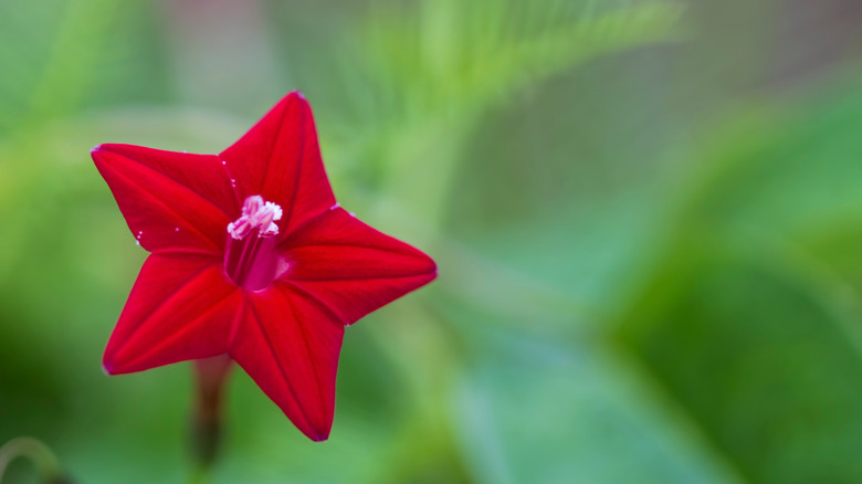 Red flower blurred green background