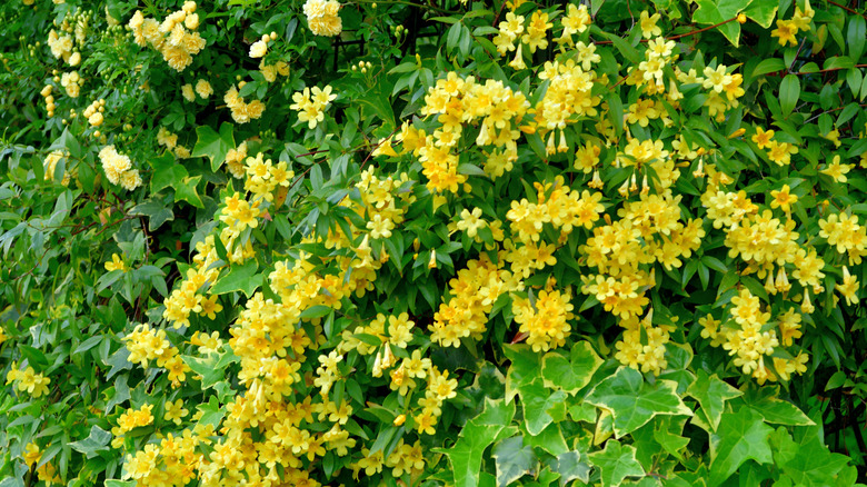 Carolina jessamine growing on a bush