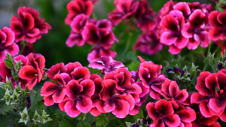 Pink geraniums with purple centers