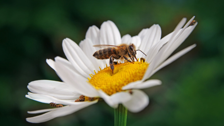 Bee sitting onh white flower