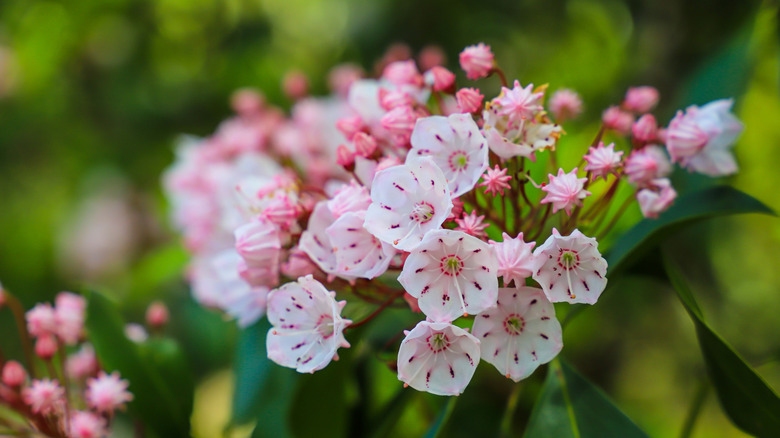Pink and white mountain laurel