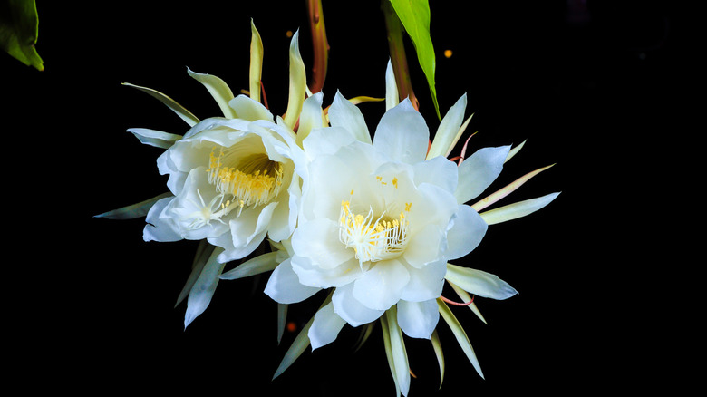 White flowers on black background