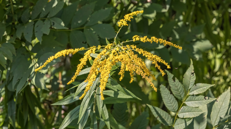 Long yellow flowers from bush