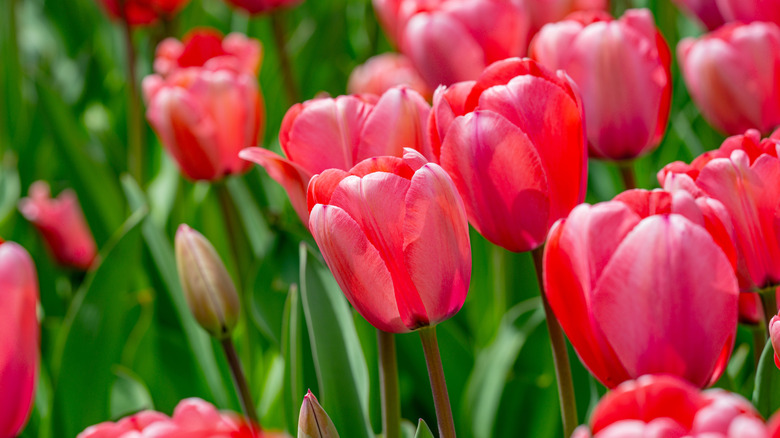 Group of red tulips