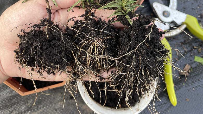 Hands holding young rosemary plants with healthy white roots and pruning snips in the background