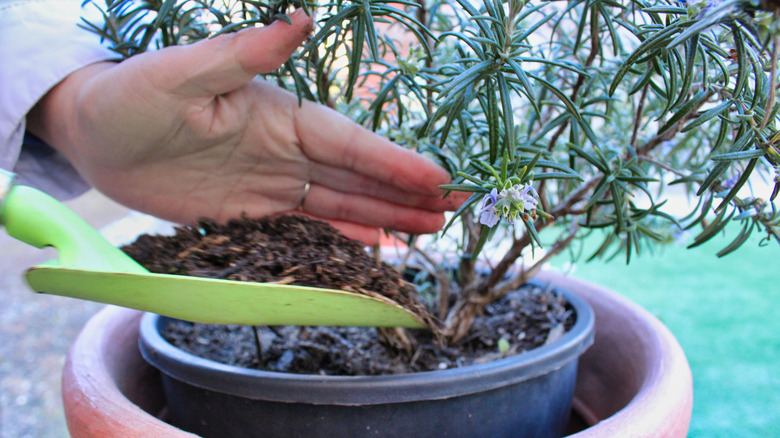 Natural fertilizer being added to potted rosemary