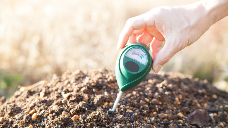 A person testing the soil pH with a tool