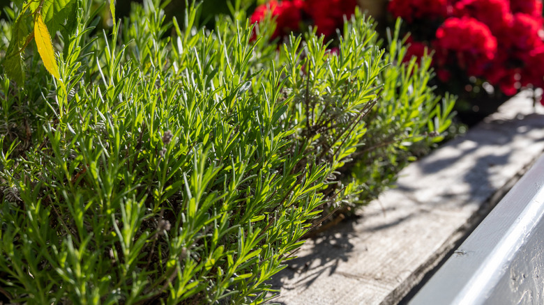 A rosemary bush growing in sunlight
