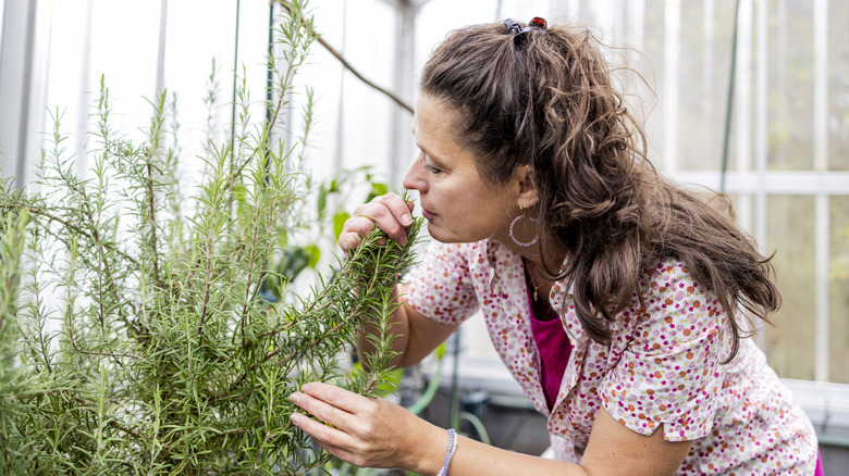 A person smelling a rosemary plant