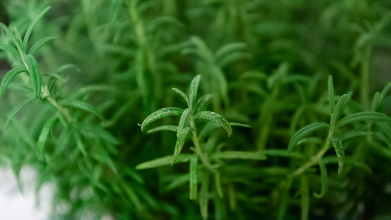 Rosemary plant with white specs on the leaves due to spider mites or other pest pressure