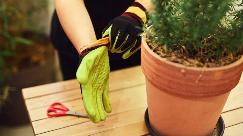 Hands putting on gloves to prune a potted rosemary plant