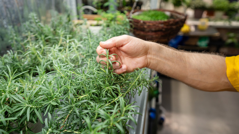 A hand checking a rosemary stem