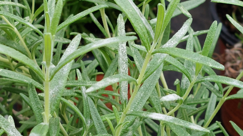 Rosemary plant with powdery mildew on the leaves