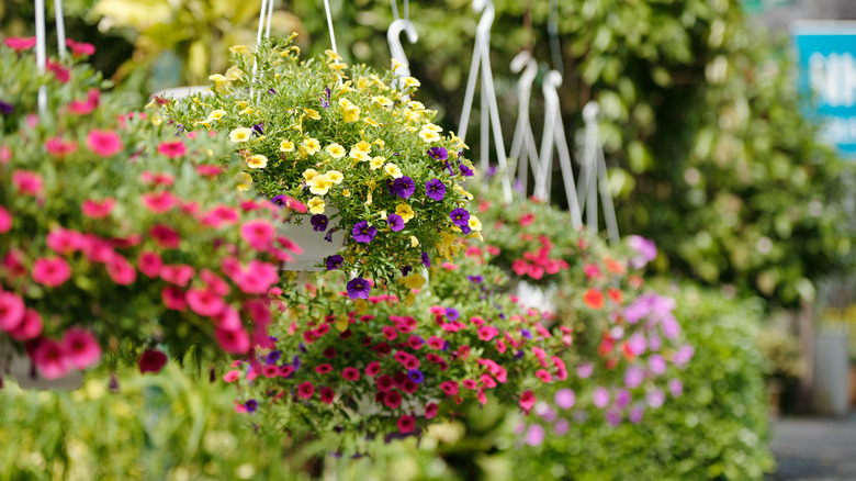 Hanging basket of flowers