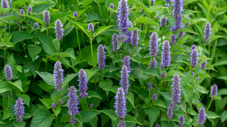 Anise hyssop with abundant purple flower stems and bright green leaves grows in the garden.