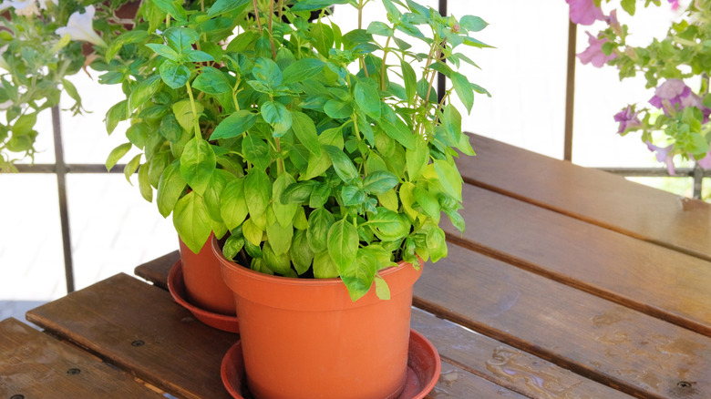 Two basil plants in pots on a wooden patio table.