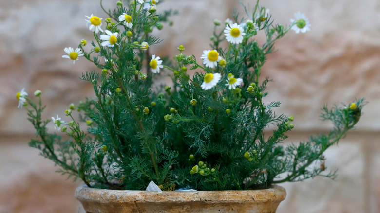 Chamomile growing in a terracotta pot outdoors.