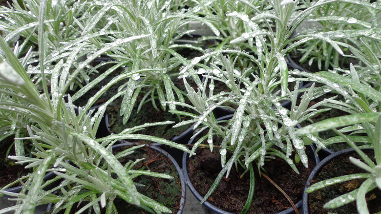 The silvery foliage of curry plants growing in nursery pots.