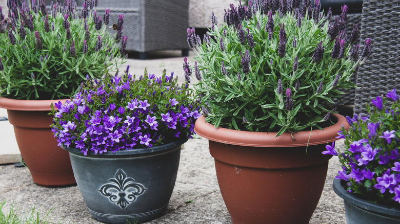 Pots of lavender with other flowering pots plants on a patio.