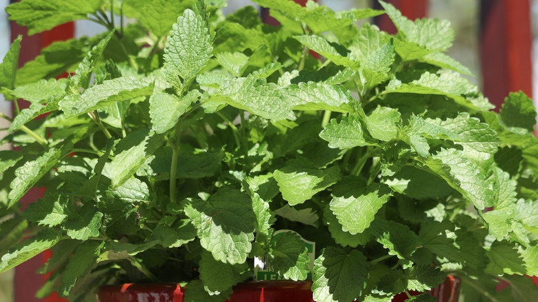 Lemon balm in a red pot out in the sunshine.