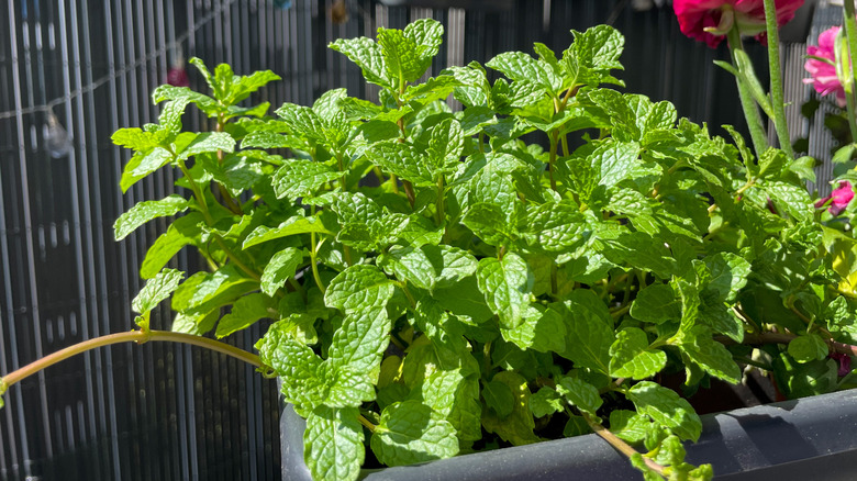 A large mint plant in a container on a sunny table.