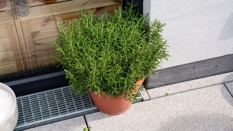 A rosemary plant in a terracotta pot on a patio.