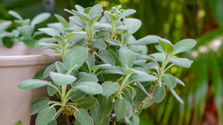 A healthy young sage plant growing in a pot.