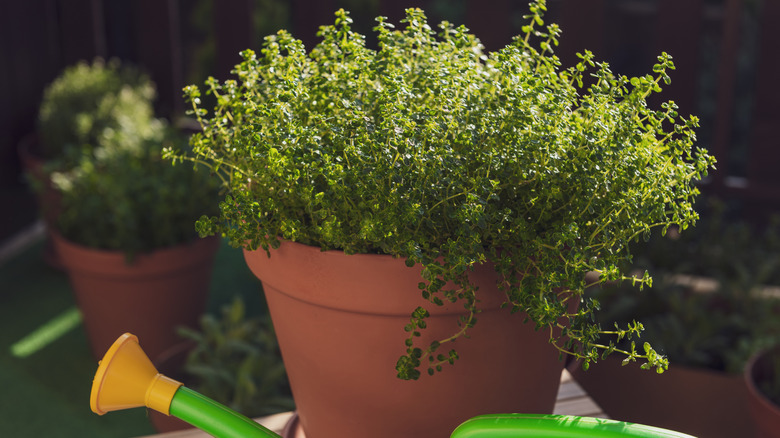 A compact thyme plant in a terracotta pot next to a watering can on a patio table.