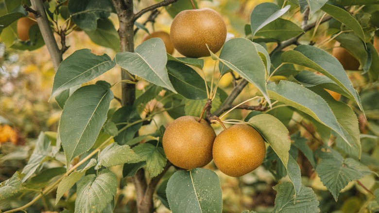 asian pears hanging from a tree branch with leaves