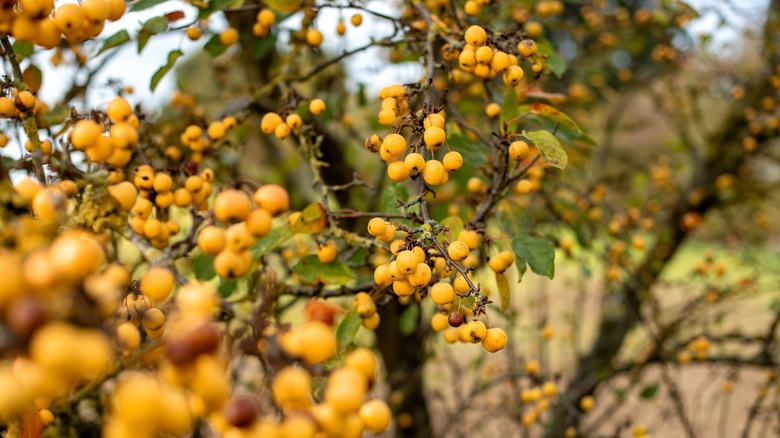 small yellow crab apples on a tree