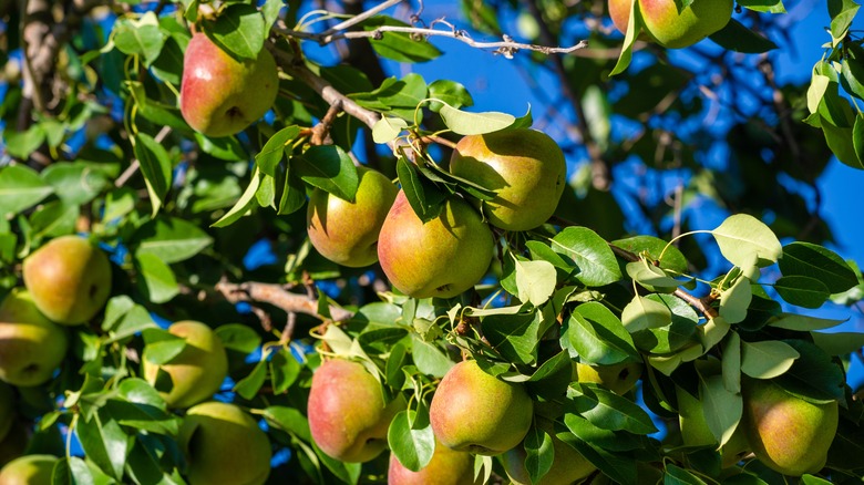 pears in a tree