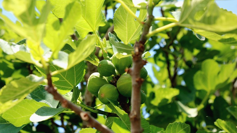 green figs on a fig tree