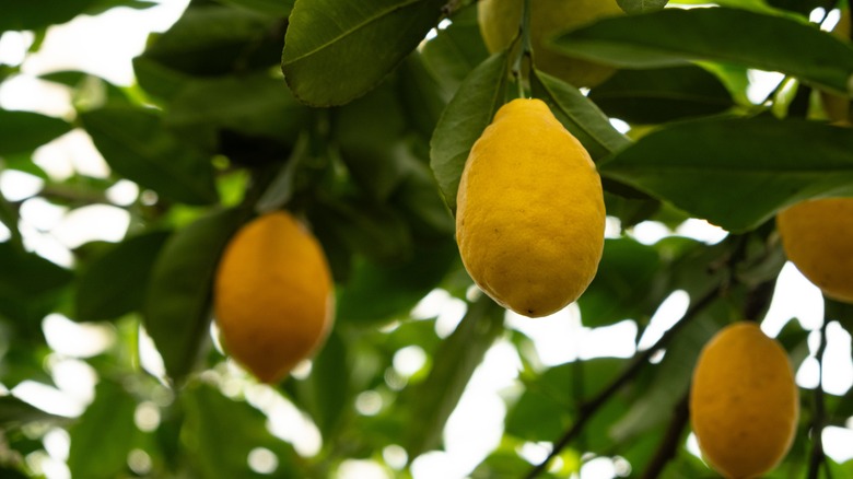 yellow lemons hanging from a lemon tree