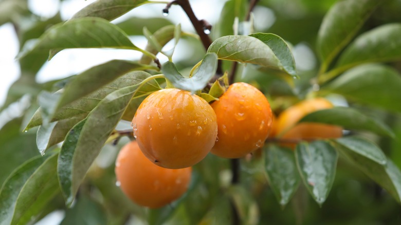 Persimmons hanging from a branch with water droplets