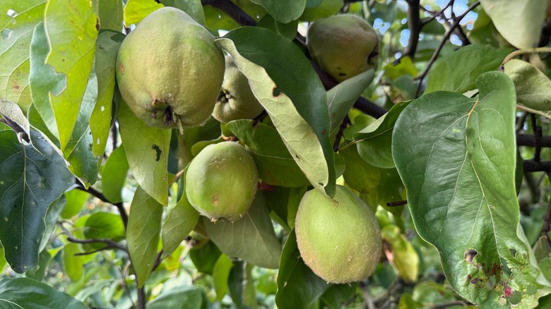 quinces on a tree branch