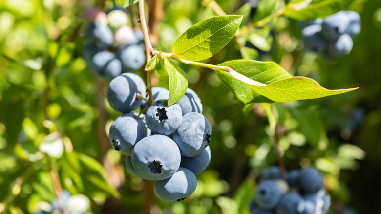 A cluster of blueberries on a branch.