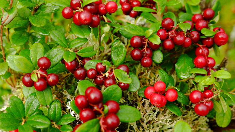 Ripe cranberries